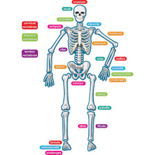 Teacher Created Res. Human Skeleton Accents