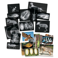 Roylco Animal X-Rays Set